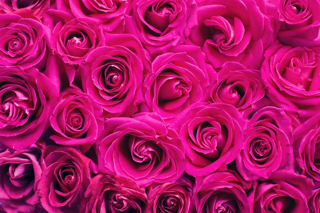pink, flowers, flower background-2249403.jpg