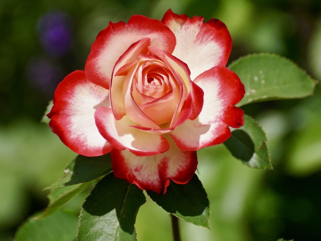 rose, bicolored flower, bicolored rose-2417334.jpg